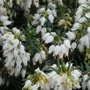 Image Credit: ©2025 John Richards Nurseries Ltd