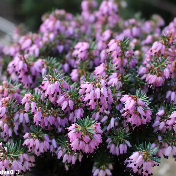 Erica carnea 'Loughrigg'