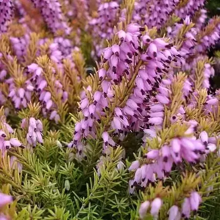 Erica x darleyensis 'Mary Helen' 1L