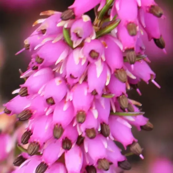 Erica carnea 'Myretoun Ruby' 1L - image 2