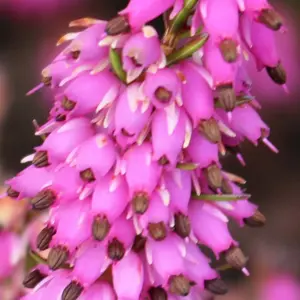 Erica carnea 'Myretoun Ruby' 1L - image 2