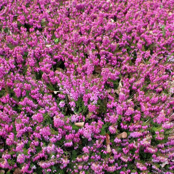 Erica carnea 'Myretoun Ruby' 1L - image 1