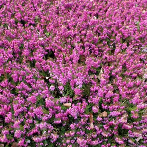 Erica carnea 'Myretoun Ruby' 1L - image 1