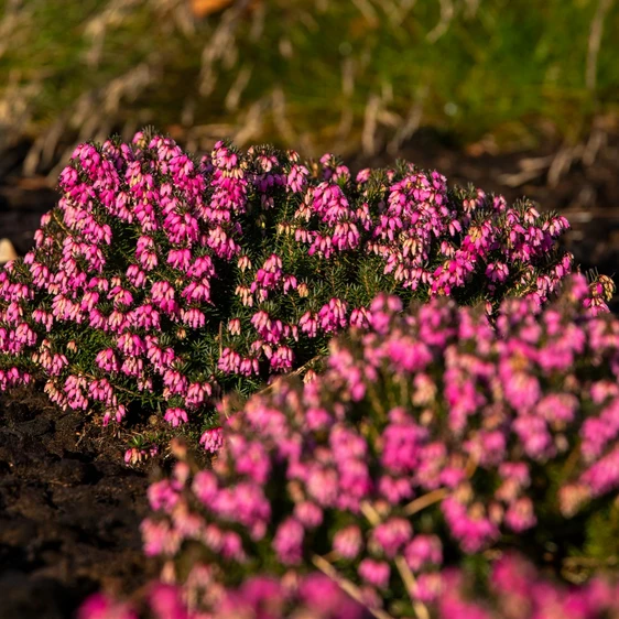 Erica carnea 'Nathalie' 9cm