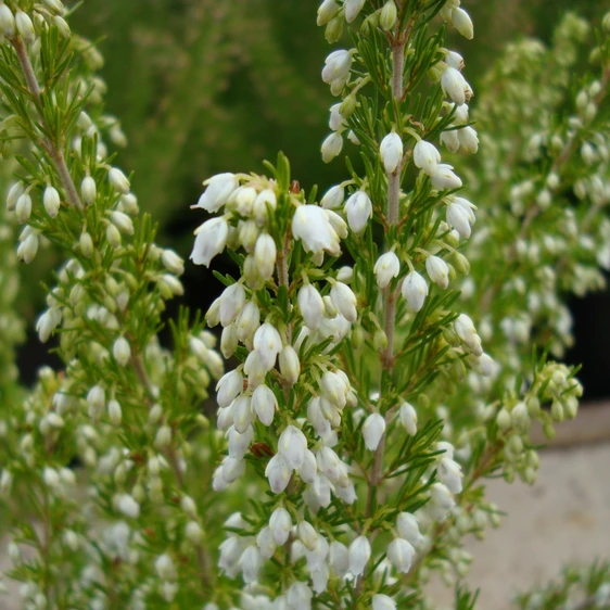 Image Credit: ©2025 John Richards Nurseries Ltd