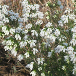 Image Credit: ©2025 John Richards Nurseries Ltd