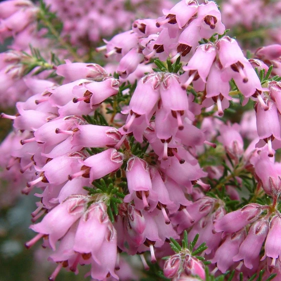 Image Credit: ©2025 John Richards Nurseries Ltd