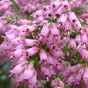 Image Credit: ©2025 John Richards Nurseries Ltd