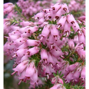 Image Credit: ©2025 John Richards Nurseries Ltd