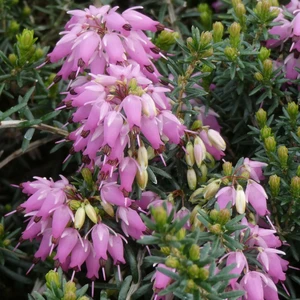 Image Credit: ©2025 John Richards Nurseries Ltd