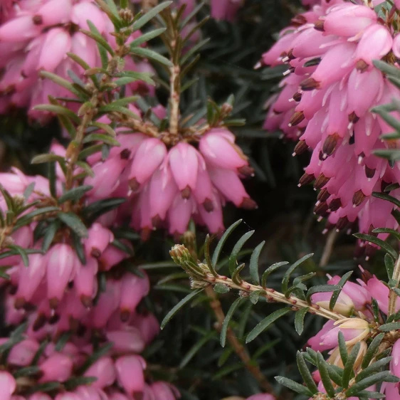 Image Credit: ©2025 John Richards Nurseries Ltd