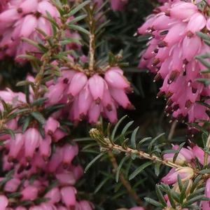 Image Credit: ©2025 John Richards Nurseries Ltd