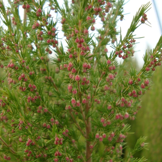 Image Credit: ©2025 John Richards Nurseries Ltd