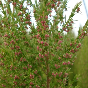 Image Credit: ©2025 John Richards Nurseries Ltd