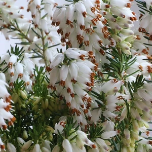 Image Credit: ©2025 John Richards Nurseries Ltd