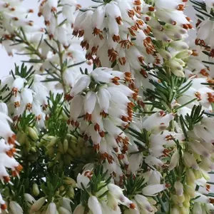 Erica carnea 'Snowbelle' 9cm