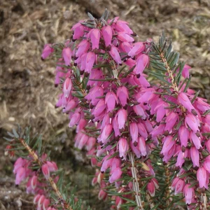 Image Credit: ©2025 John Richards Nurseries Ltd