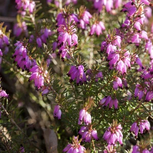 Erica carnea 'Tanja' - image 2
