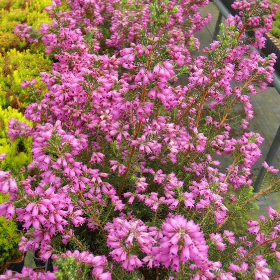 Image Credit: ©2025 John Richards Nurseries Ltd