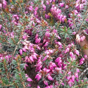 Image Credit: ©2025 John Richards Nurseries Ltd