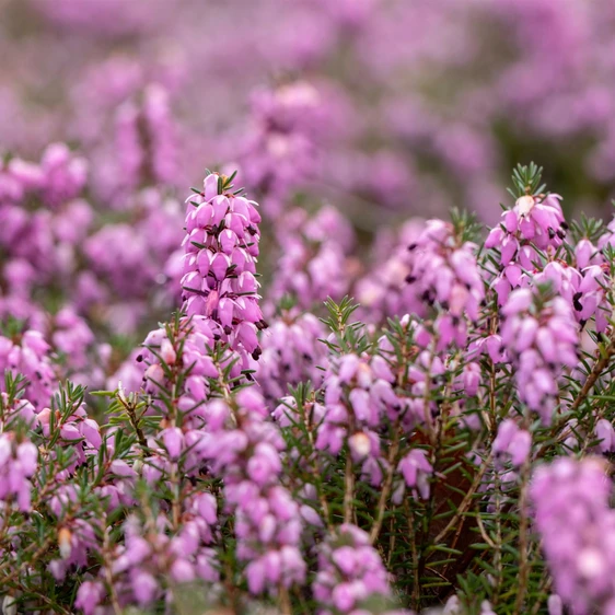 Erica carnea 'Vivellii' - image 1