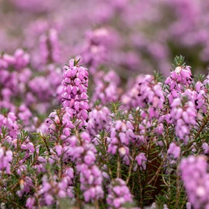 Erica carnea 'Vivellii' - image 1