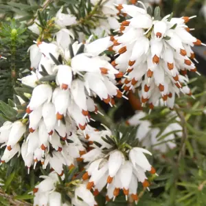 Erica carnea 'Whitehall' 9cm