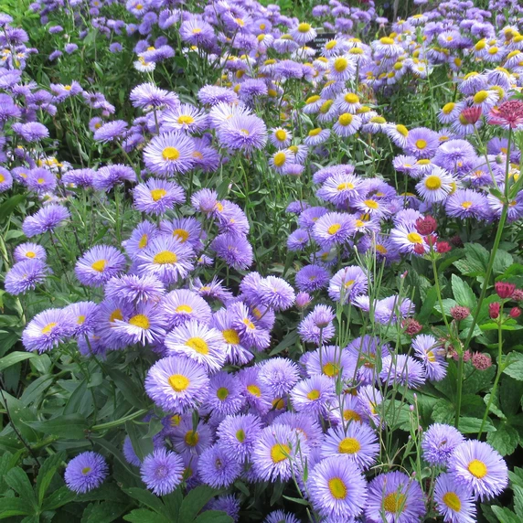 Erigeron speciosus 'Azure Fairy'