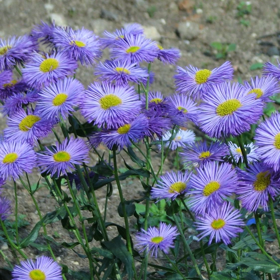 Erigeron 'Blue Beauty' 2L