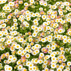 Erigeron karvinskianus 1.5L