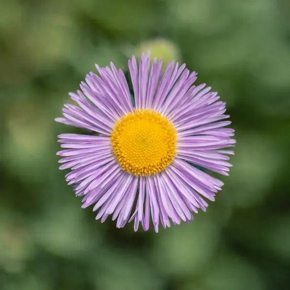 Erigeron 'Mrs F.H. Beale'