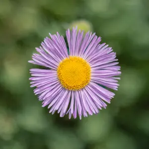 Erigeron 'Mrs F.H. Beale'