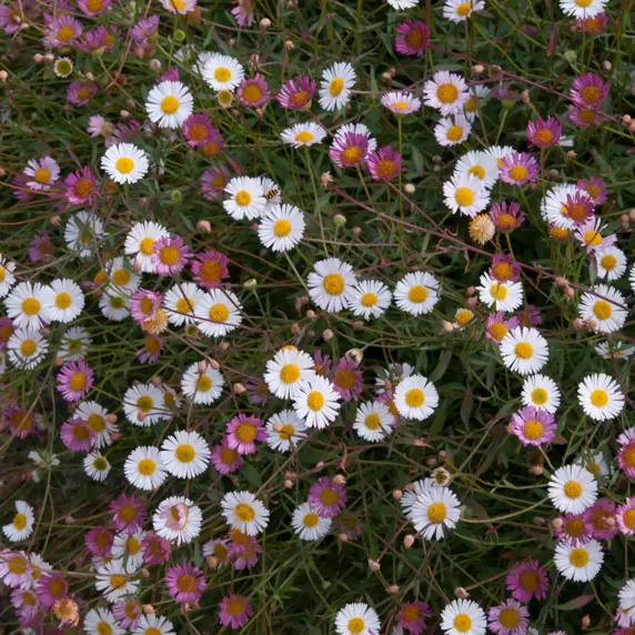 Picture Credit - Ball Horticultural Company