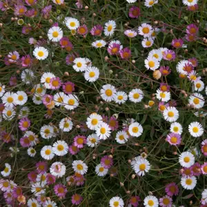 Picture Credit - Ball Horticultural Company