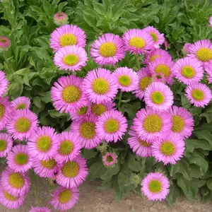 Erigeron glaucus 'Sea Breeze' 1L