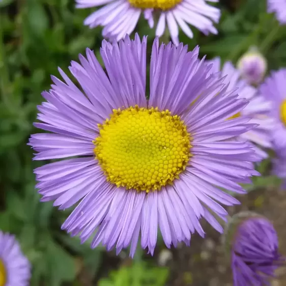 Erigeron glaucus 'Sea Breeze Mauve' 2L