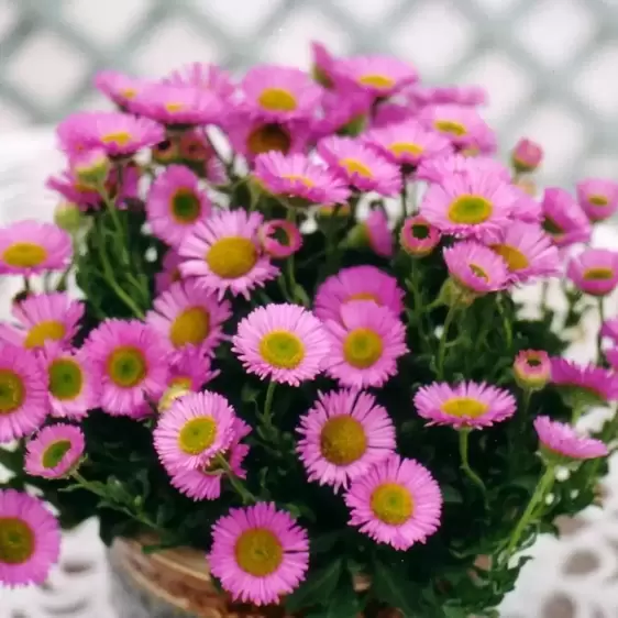 Erigeron glaucus 'Sea Breeze Pink' 1L