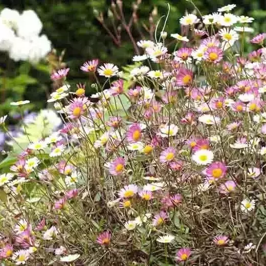 Erigeron karvinskianus 'Sea of Blossom' 9cm - image 1