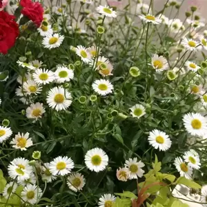 Erigeron karvinskianus 'Sea of Blossom' 9cm - image 2