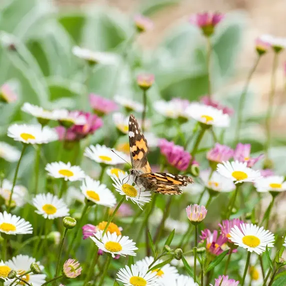Erigeron karvinskianus 'Stallone'