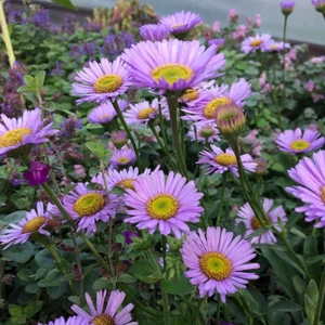 Erigeron glaucus 'Wayne Roderick' 1L