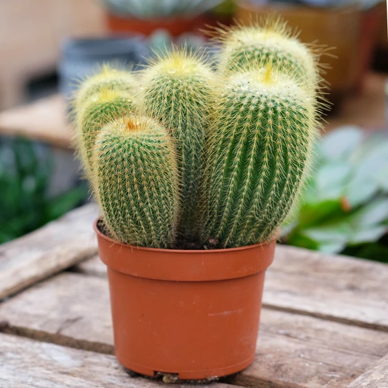 Eriocactus leninghausii