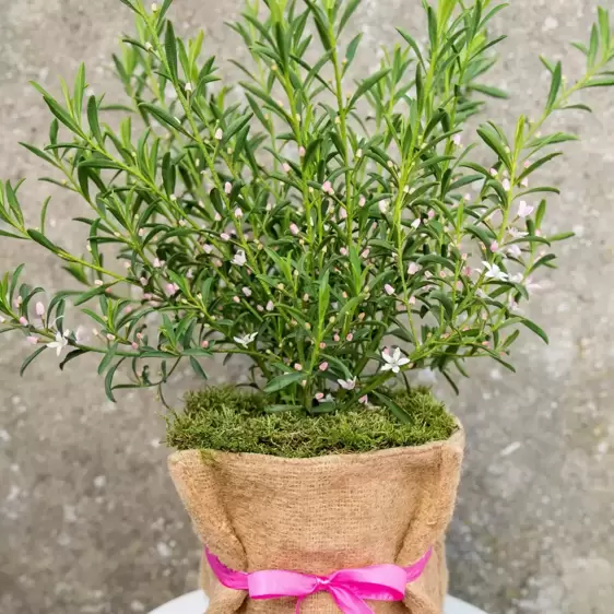 Eriostemon myoporoides 'Flower Girl Pink' - image 3