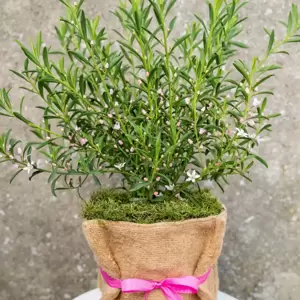 Eriostemon myoporoides 'Flower Girl Pink' - image 3