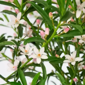 Eriostemon myoporoides 'Flower Girl Pink' - image 5