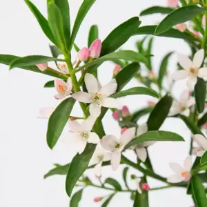 Eriostemon myoporoides 'Flower Girl Pink' - image 2