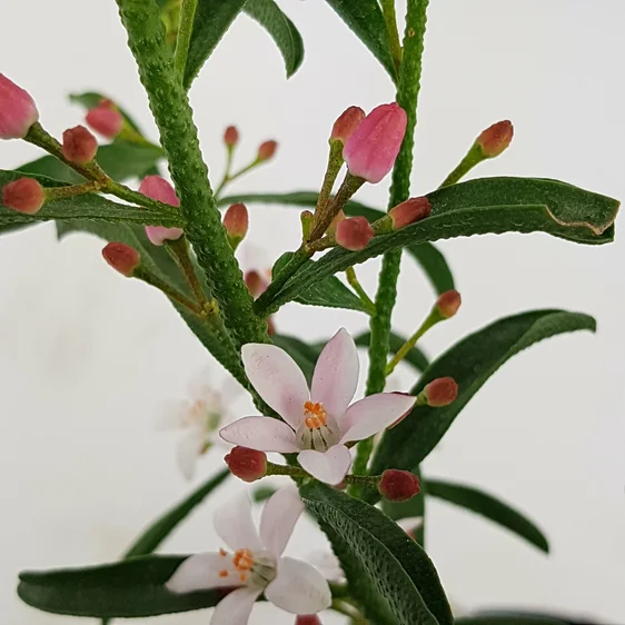 Eriostemon myoporoides 'Flower Girl Pink' - image 4