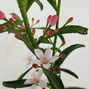 Eriostemon myoporoides 'Flower Girl Pink' - image 4