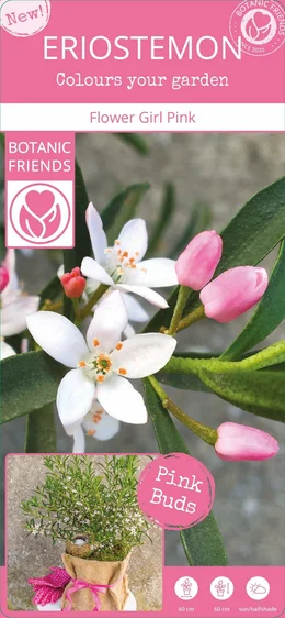 Eriostemon myoporoides 'Flower Girl Pink' - image 5