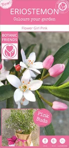 Eriostemon myoporoides 'Flower Girl Pink' - image 5